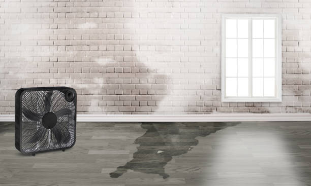 Best Water damage restoration services  in Fraser, MI